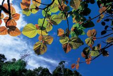 Beautiful Leaf Against Sky Royalty Free Stock Photos Beautiful Leaf Against Sky Royalty Free Stock Photos