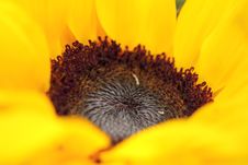 Sunflower Close Up Royalty Free Stock Image Sunflower Close Up Royalty Free Stock Image