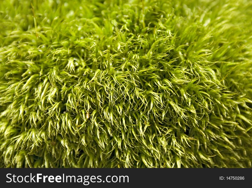 Green summer forest moss abstract background. Green summer forest moss abstract background