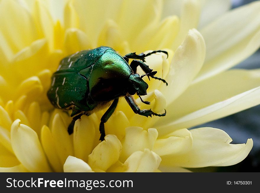 Bright green bug on a flower chrysanthemums (close up). Bright green bug on a flower chrysanthemums (close up)
