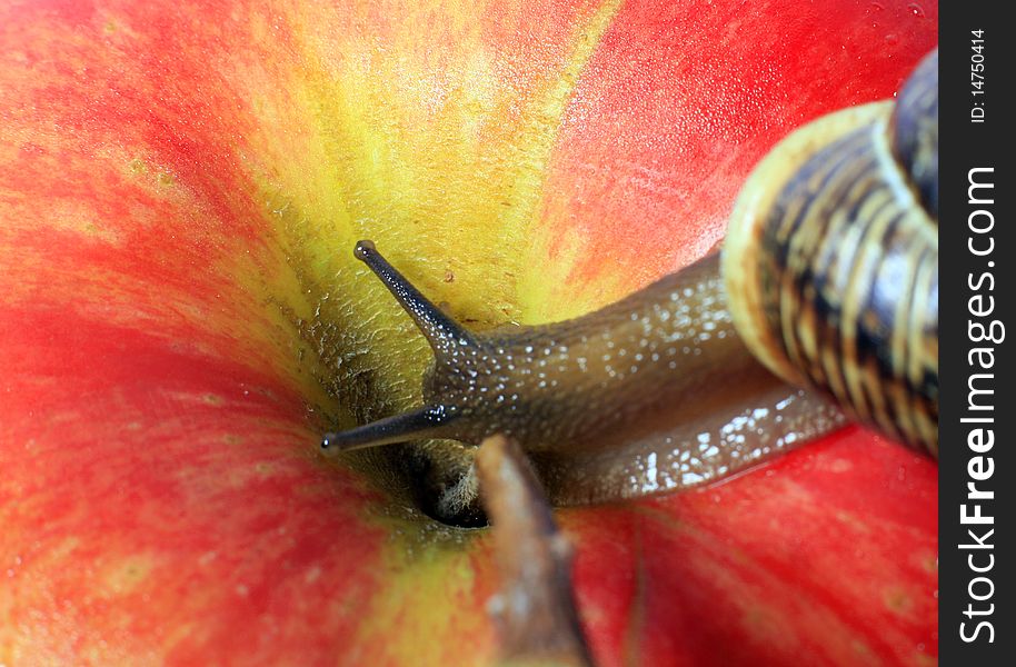 Snail on an apple