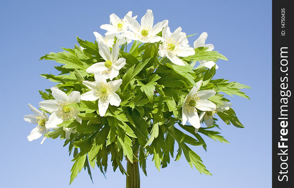 Spring white snowdrop flowers bouquet on blue background. Spring white snowdrop flowers bouquet on blue background