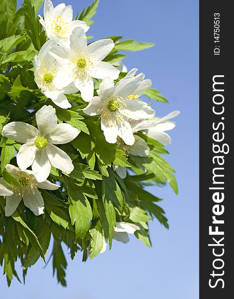 Spring white snowdrop flowers bouquet on blue background. Spring white snowdrop flowers bouquet on blue background