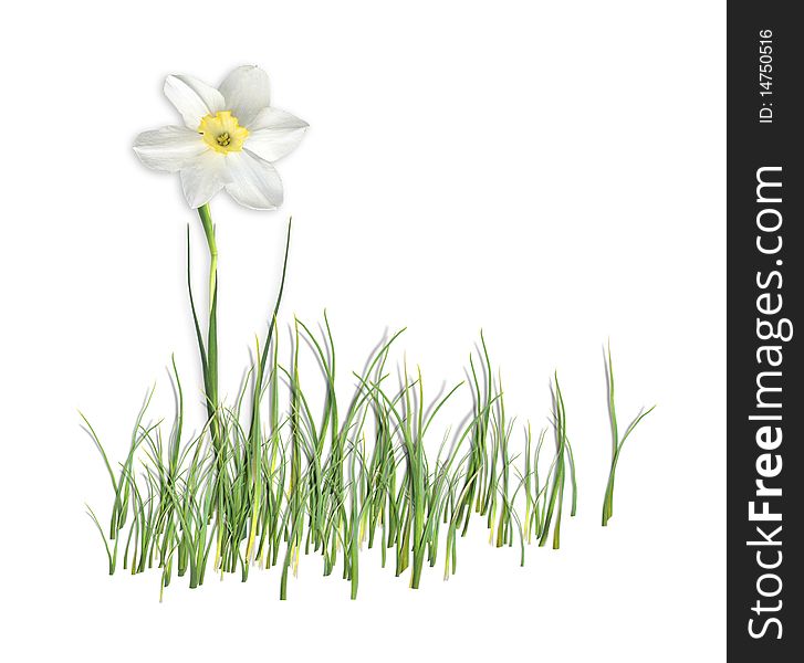 White narcissus in grass on the white background