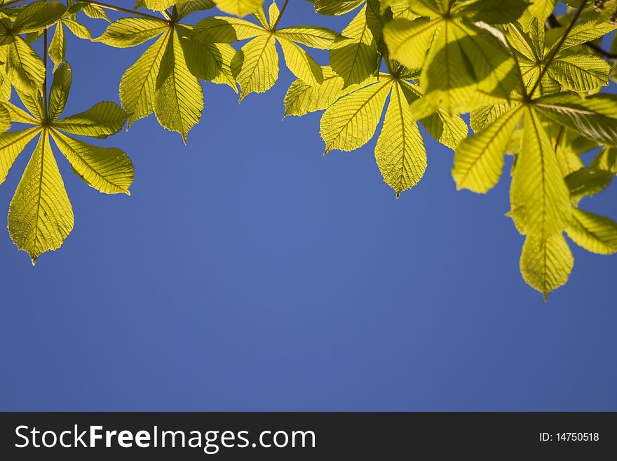 Freshly sprung chestnut leaves in springtime