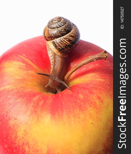 Small Snail creeping on an apple. Small Snail creeping on an apple