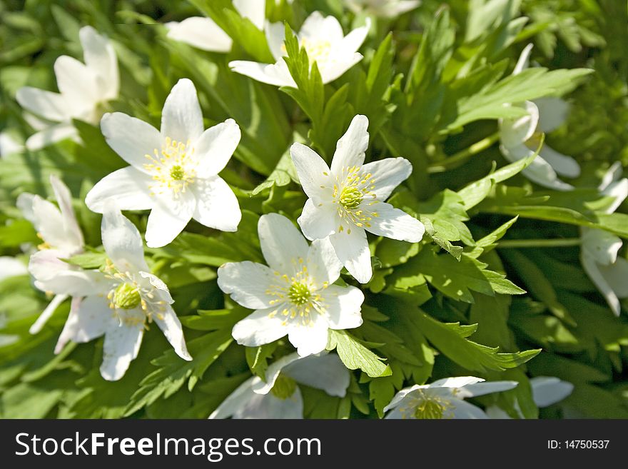 Spring flowers on blue