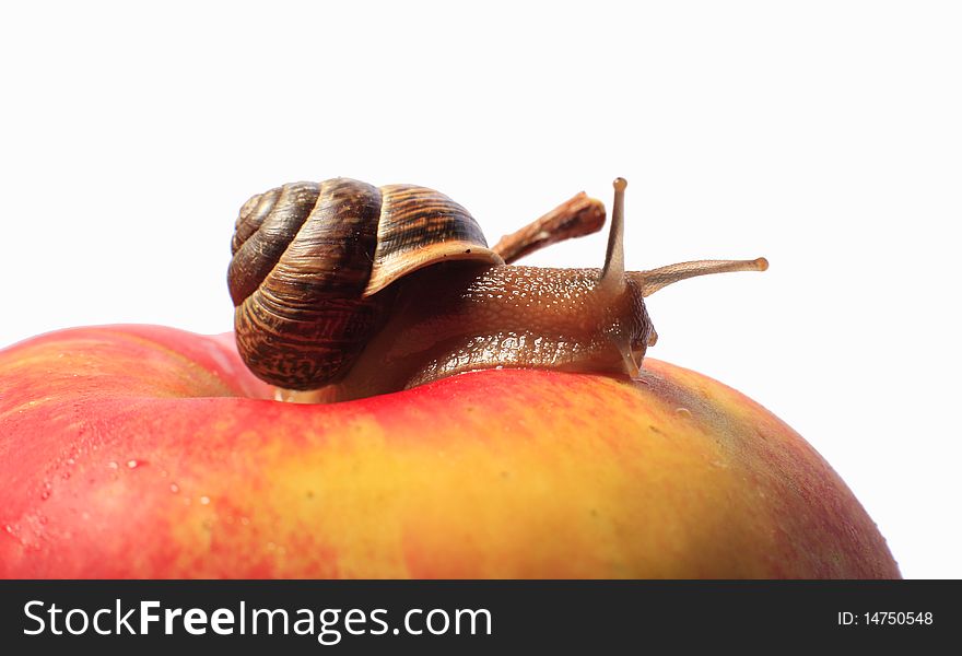 Small Snail creeping on an apple. Small Snail creeping on an apple