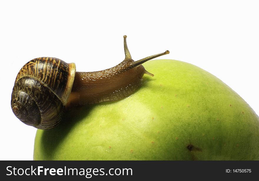 Small Snail creeping on an apple. Small Snail creeping on an apple