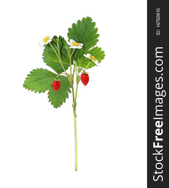 Blooming bush of strawberries on the white background