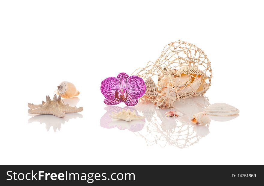 Shells, Starfish and an orchid flower on white with beautiful reflection. Shells, Starfish and an orchid flower on white with beautiful reflection.