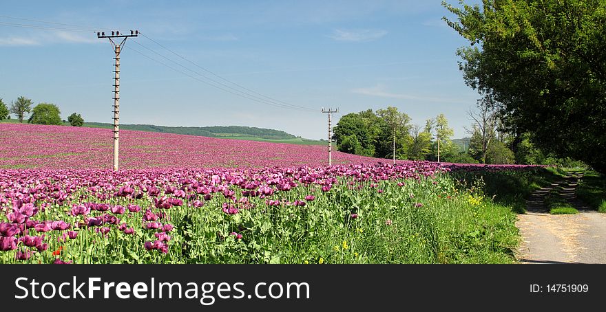 Poppy seed field in bloom