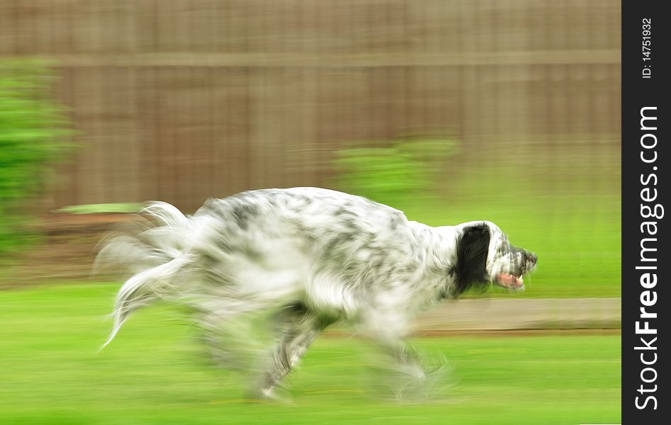 English Setter races on the grass; everything but dog's head is blurred by camera motion. English Setter races on the grass; everything but dog's head is blurred by camera motion