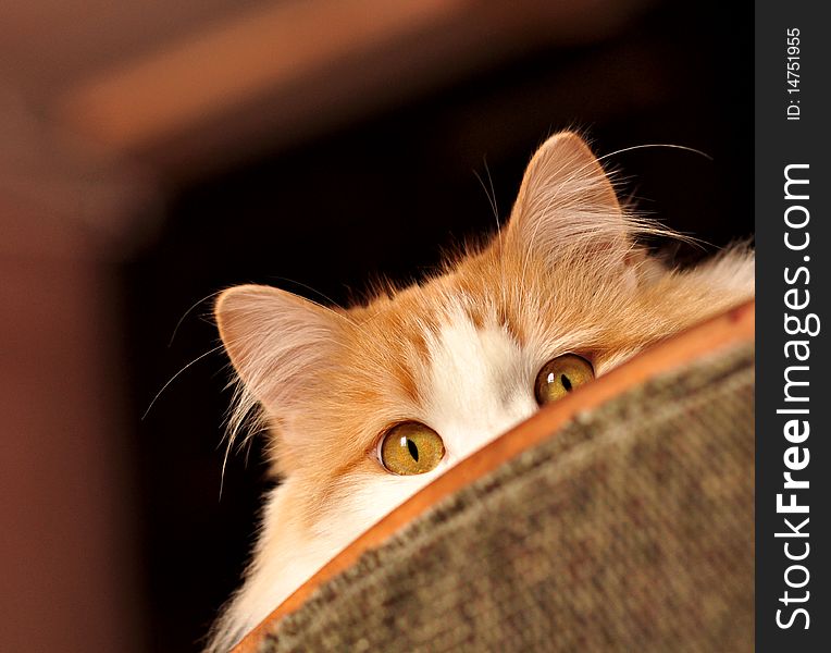 Ginger cat looks out from behind the sofa. Ginger cat looks out from behind the sofa