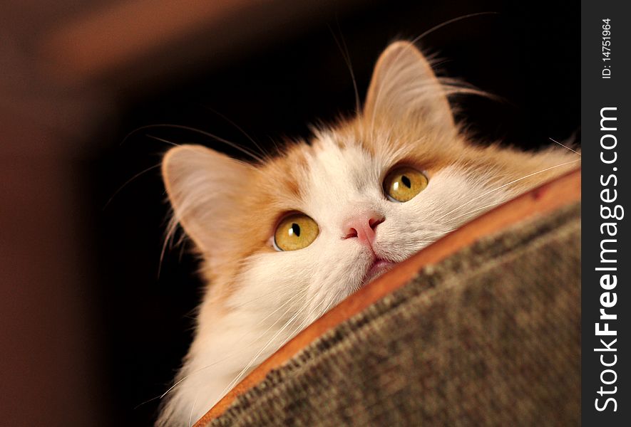 ginger cat looks out from behind the sofa. ginger cat looks out from behind the sofa