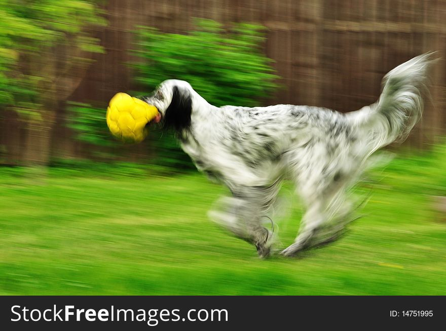 English setter running