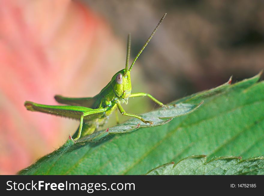 Green grasshopper on green leaves