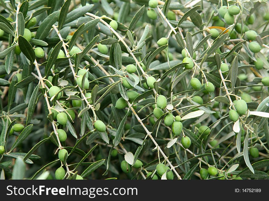 Green olives on the olive tree
