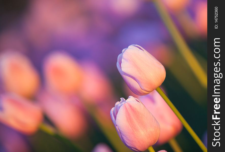 Multiple tulips in light of setting sun. Multiple tulips in light of setting sun