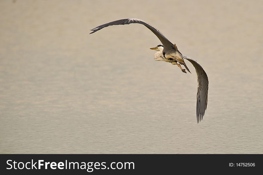 An adult Grey Heron takes off as being scared at Delta del Llobregat nature reserve close to Barcelona international airport, northeast Spain. An adult Grey Heron takes off as being scared at Delta del Llobregat nature reserve close to Barcelona international airport, northeast Spain.