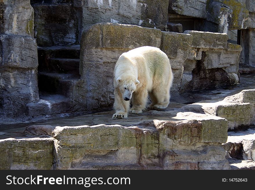 Polar bear walking on roks