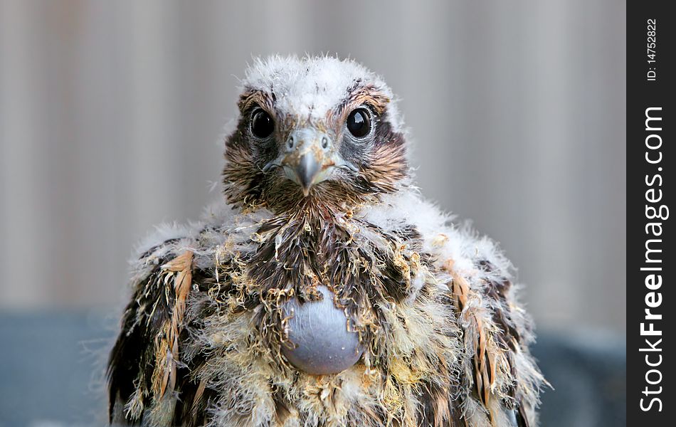 Nice a Young falcon. Slovakia