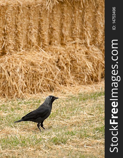 Avian rook on a background of straw bales. Avian rook on a background of straw bales