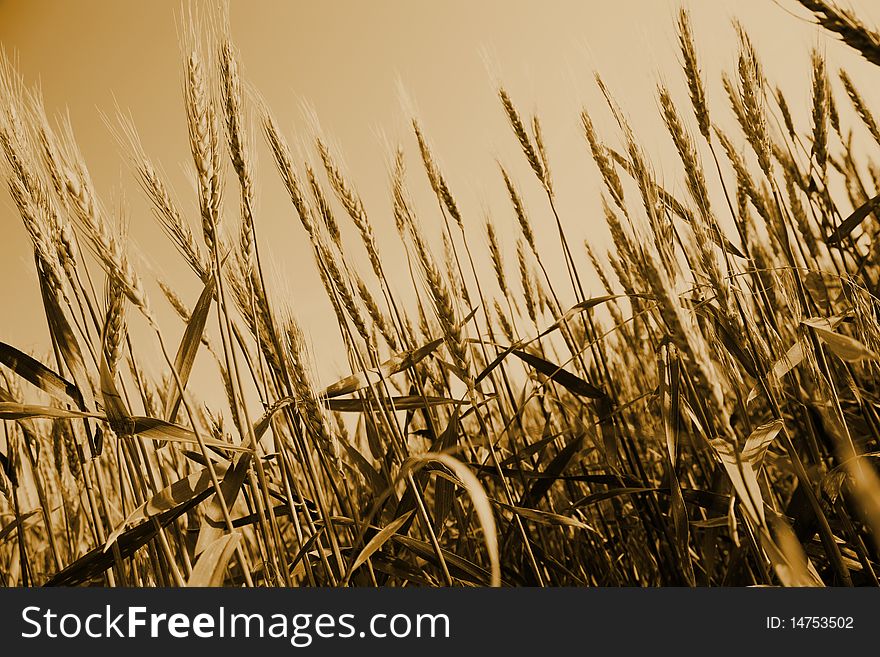 Field of gold wheat. Sepia