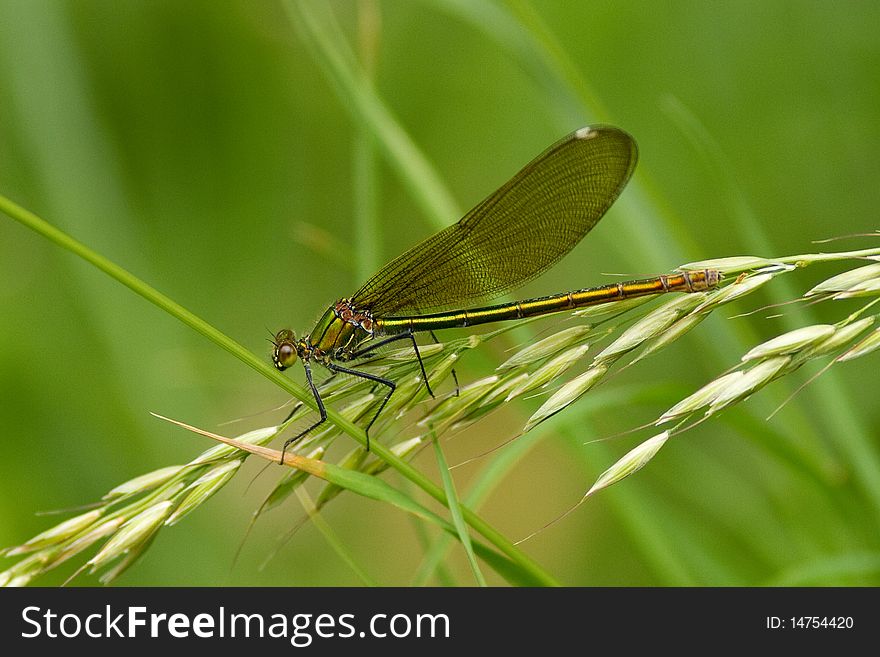 Dragonfly on a green halm