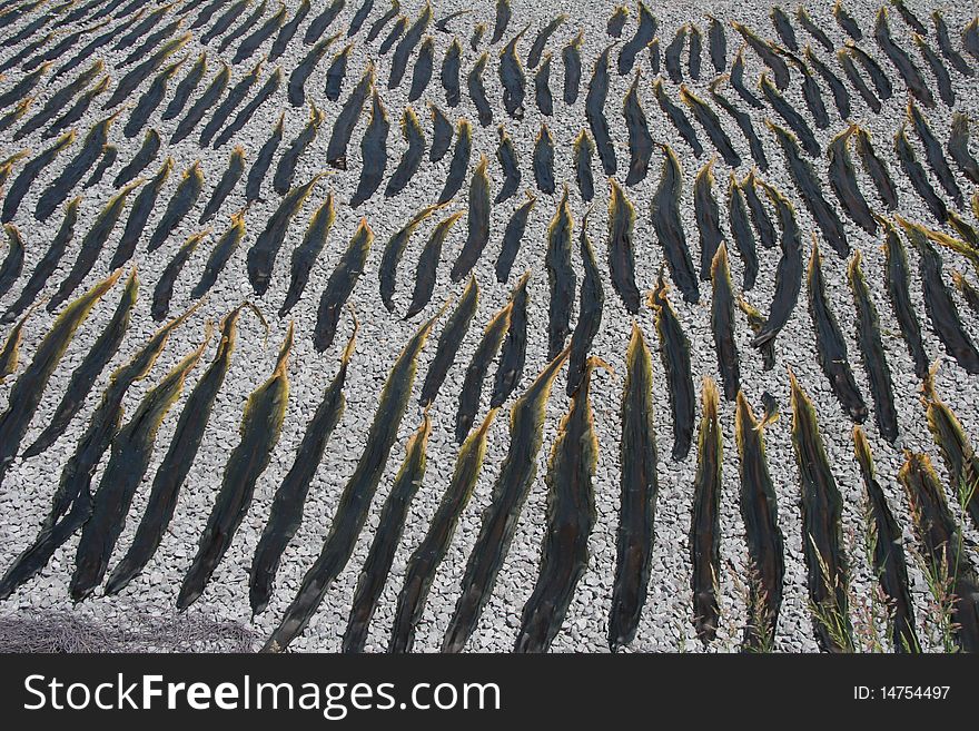 Kelp Seaweed On Beach Horizontal