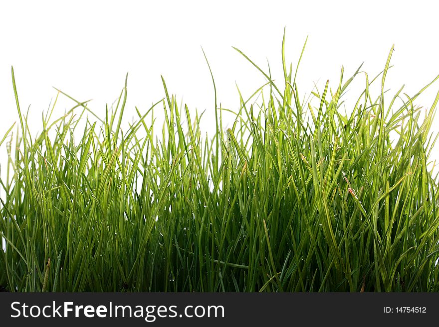 Natural, young green grass on a white background.