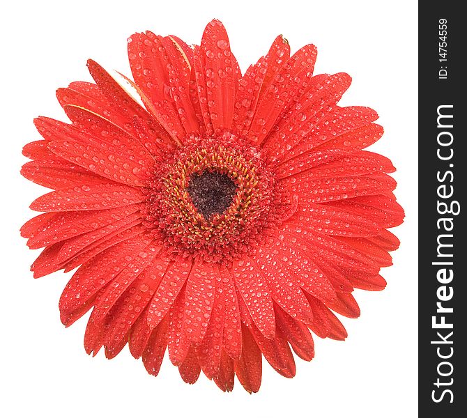 Gerbera daisy after the rain isolated in white background