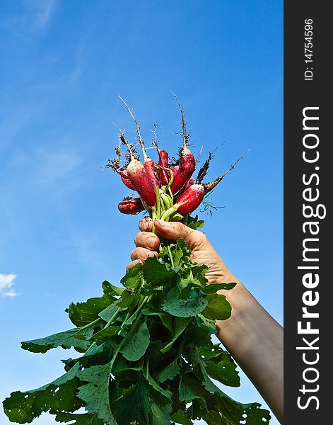 Fresh radish just collected from vegetables garden