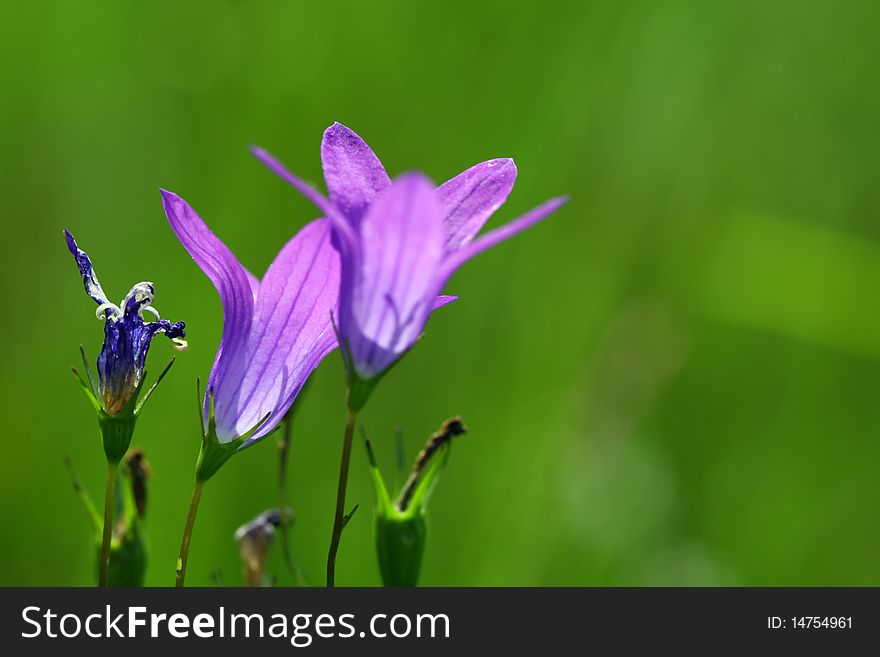 Close up of a flower of a field bluebell. Close up of a flower of a field bluebell