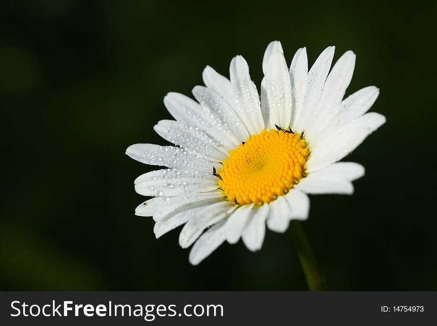 The closeup of the camomile of the field. The closeup of the camomile of the field