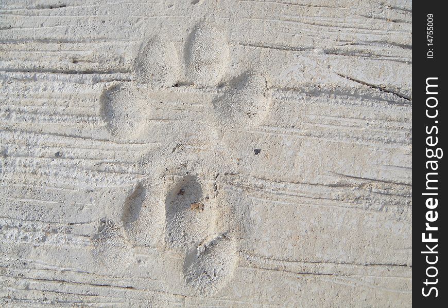 Dog foot print on concrete slab