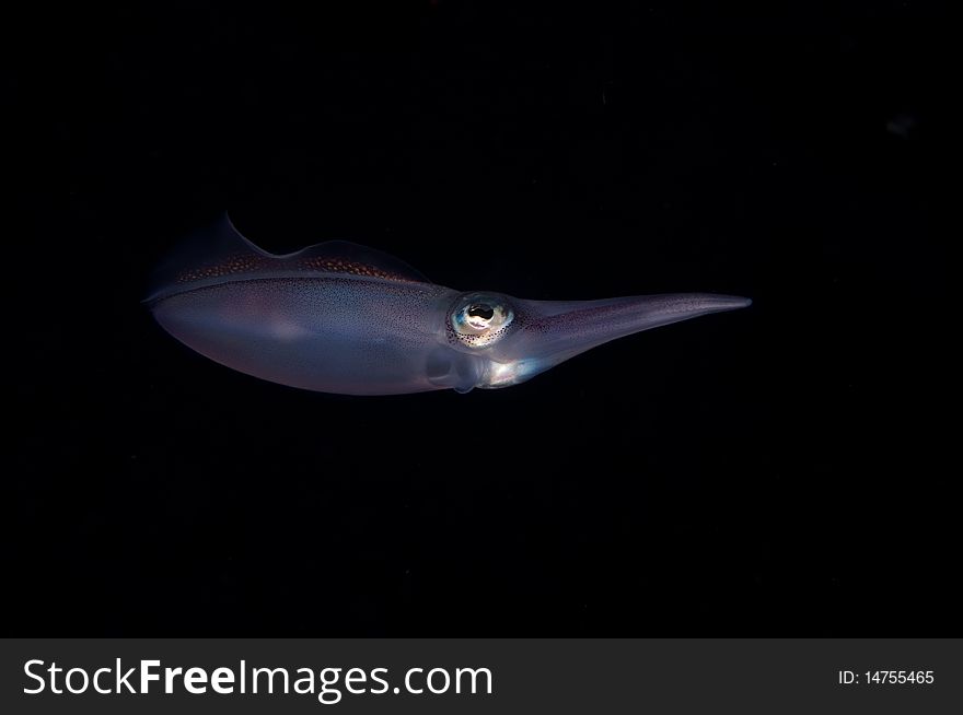 A squid swimming in the dark of Similan National Park, Phuket, Thailand. A squid swimming in the dark of Similan National Park, Phuket, Thailand