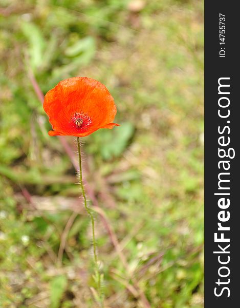 Poppy bud in the blurry green background