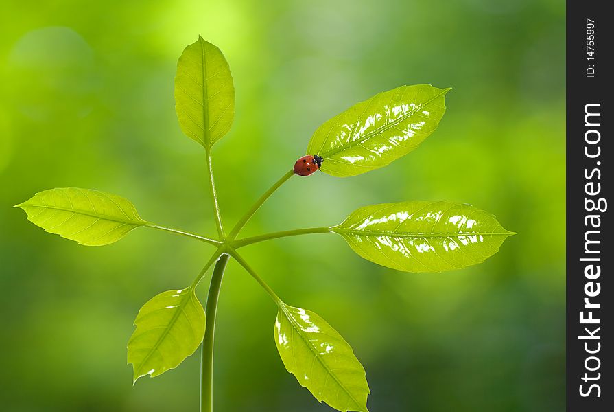 Ladybird On Green Leaf With Blurred Background