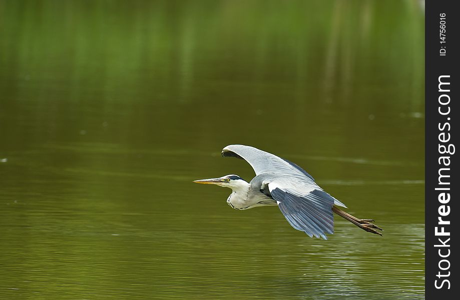 A Grey Heron flys close to the surface of a lagoon at the Delta del Llobregat near Barcelona International Airport, Spain. A Grey Heron flys close to the surface of a lagoon at the Delta del Llobregat near Barcelona International Airport, Spain.