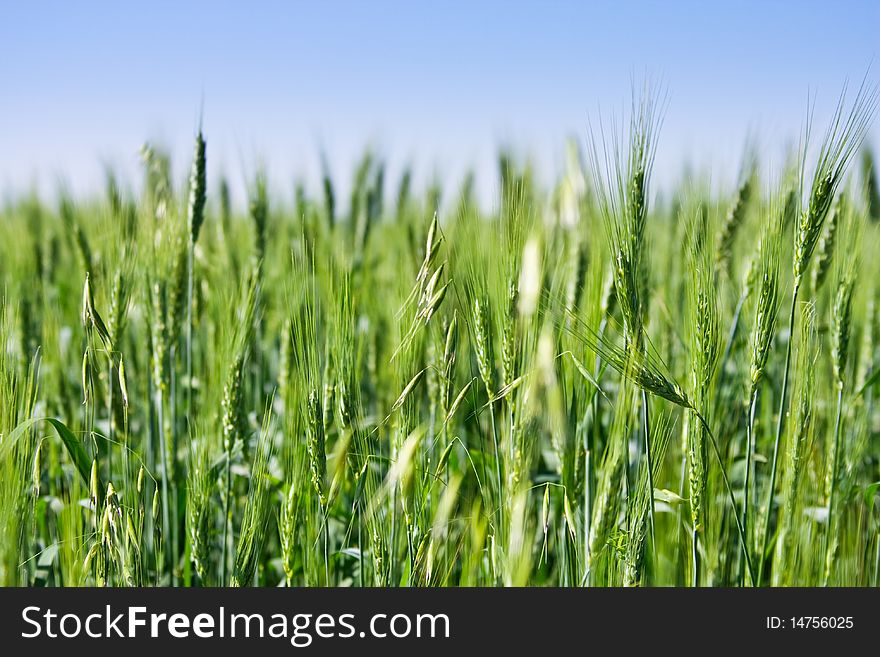 Green field and blue sky