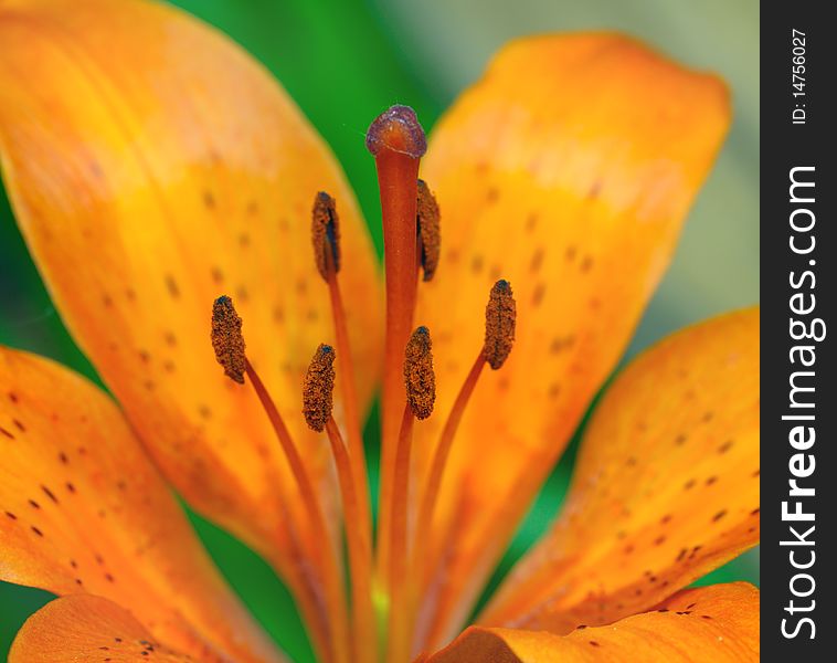 Stamens and pistil of yellow arange lily. Macro. Image is processed from NEF file and are retouched to achieve the best possible image quality. Stamens and pistil of yellow arange lily. Macro. Image is processed from NEF file and are retouched to achieve the best possible image quality.
