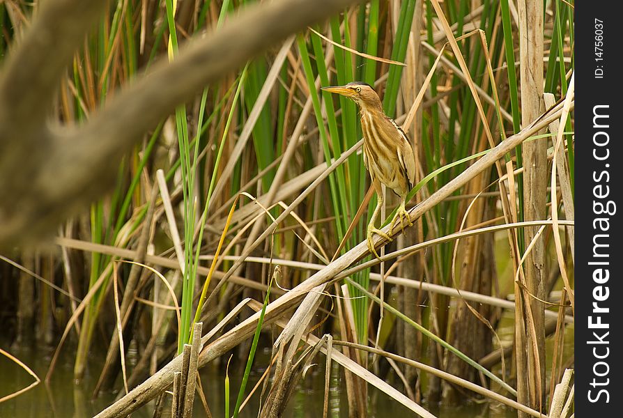 A inexperienced Little Bittern explores his new home a few days after learning how to fly. A inexperienced Little Bittern explores his new home a few days after learning how to fly.