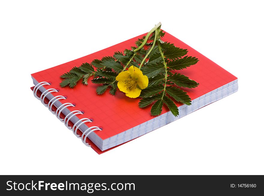 Yellow flower silverweed for description in notebook. Yellow flower silverweed for description in notebook