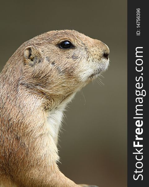 Portrait Of A Prairie Dog