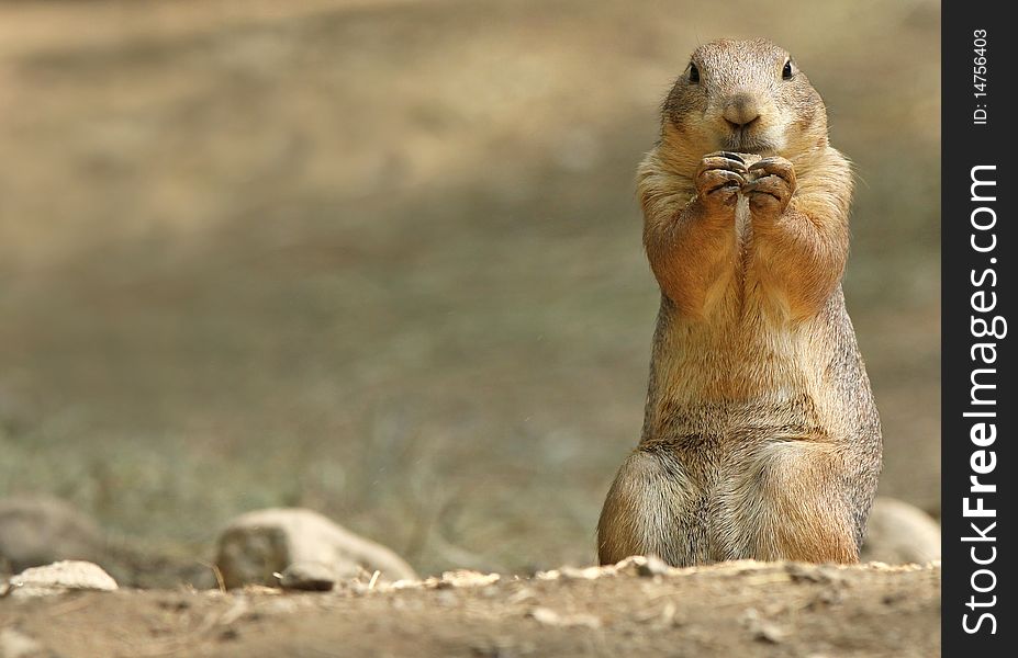 Prairie Dog eating a snack held between his paws. Plenty of copy space to left of Prairie Dog. Prairie Dog eating a snack held between his paws. Plenty of copy space to left of Prairie Dog.