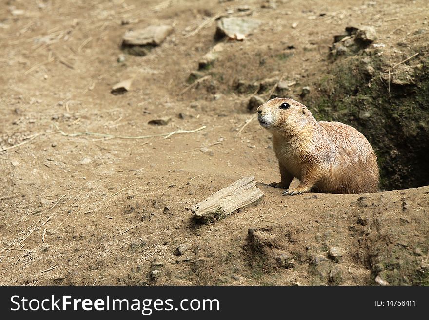 Prairie Dog emerging from his burrow and looking around. Copy space left of Prairie Dog. Prairie Dog emerging from his burrow and looking around. Copy space left of Prairie Dog.
