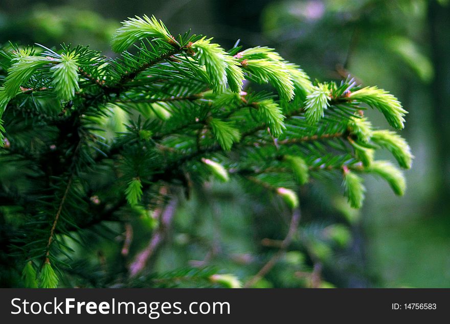 The view on the beauty green pine needles