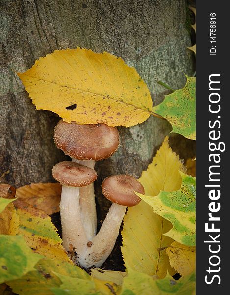 Mushrooms in the forest near the tree with a yellow leaf on top