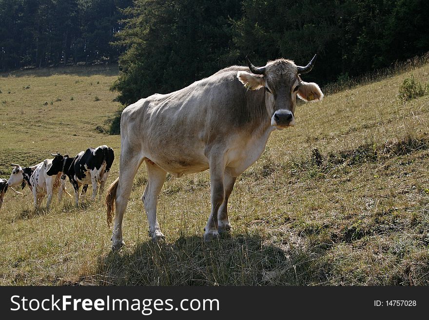 Alps cattle at the Monte Baldo, Lake Garda, Italy